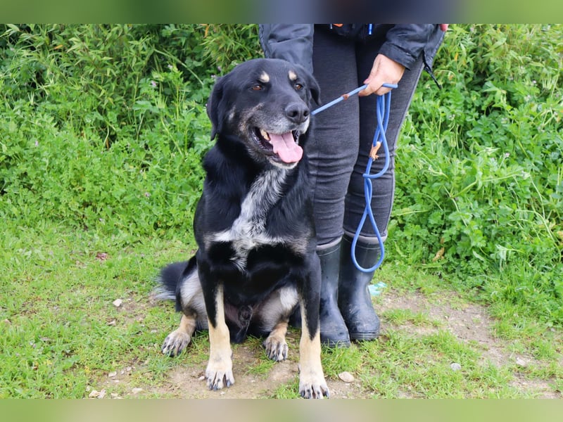 Tiago  - Schäferhund-Mix, lieb und verträglich