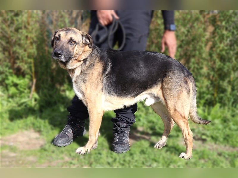 Louis, Schäferhund-Mix, lieb und verträglich