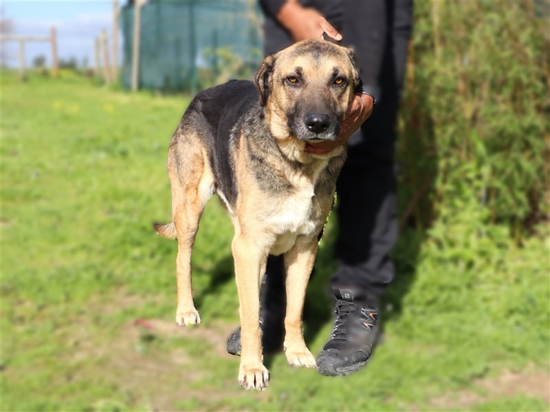 Louis, Schäferhund-Mix, lieb und verträglich