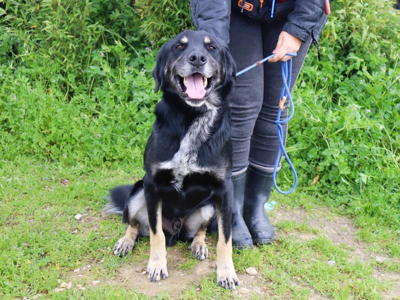 Tiago  - Schäferhund-Mix, lieb und verträglich