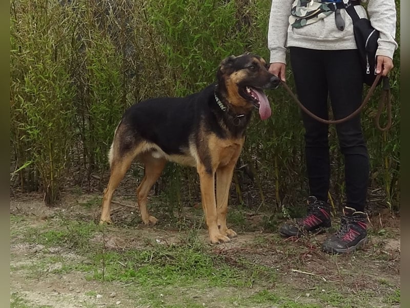 Max, Schäferhund-Mix, lieb und verträglich