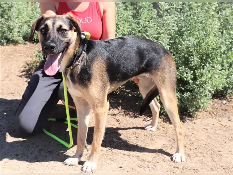 Krümel, Schäferhund-Mix , lieb und verträglich