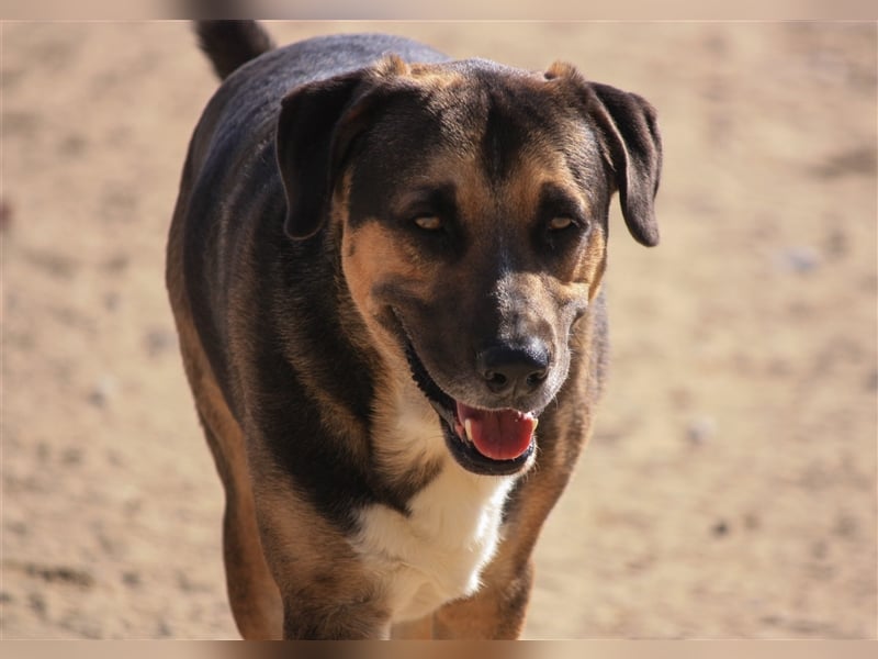 Louis, Schäferhund-Mix, lieb und verträglich
