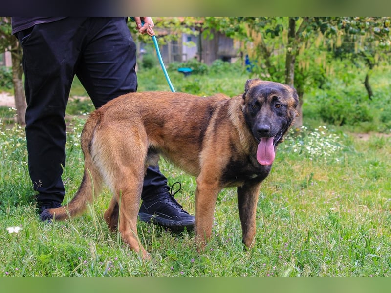 Woody, Mix Belgischer Schäferhund / Malinois