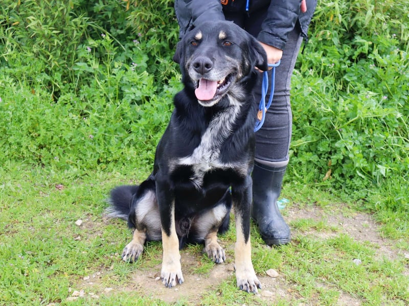 Tiago  - Schäferhund-Mix, lieb und verträglich