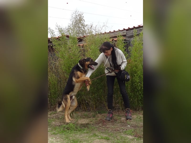 Max, Schäferhund-Mix, lieb und verträglich