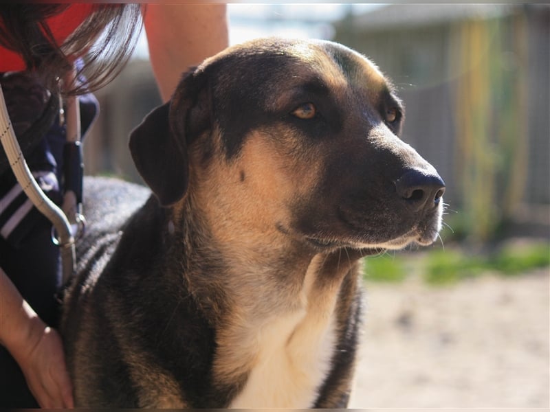 Louis, Schäferhund-Mix, lieb und verträglich