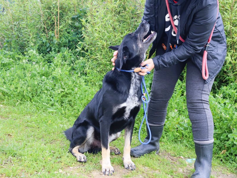 Tiago  - Schäferhund-Mix, lieb und verträglich