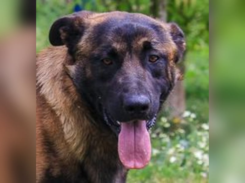 Woody, Mix Belgischer Schäferhund / Malinois