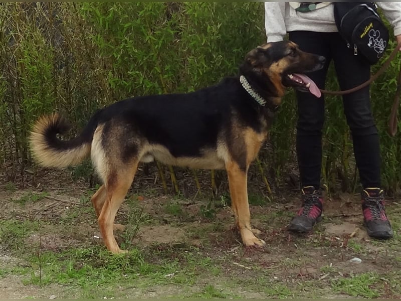 Max, Schäferhund-Mix, lieb und verträglich