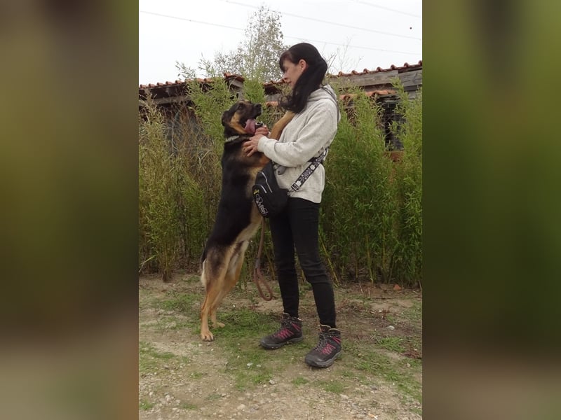 Max, Schäferhund-Mix, lieb und verträglich