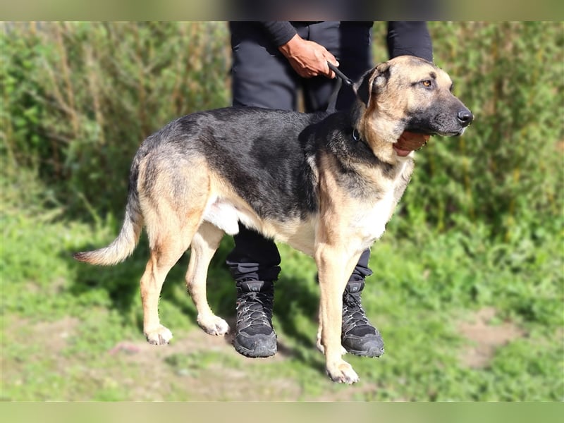 Louis, Schäferhund-Mix, lieb und verträglich