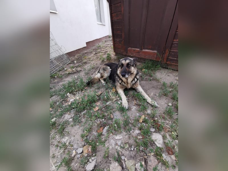 Jerry BE – Freundlicher Ex-Wachhund sucht Familienanschluss
