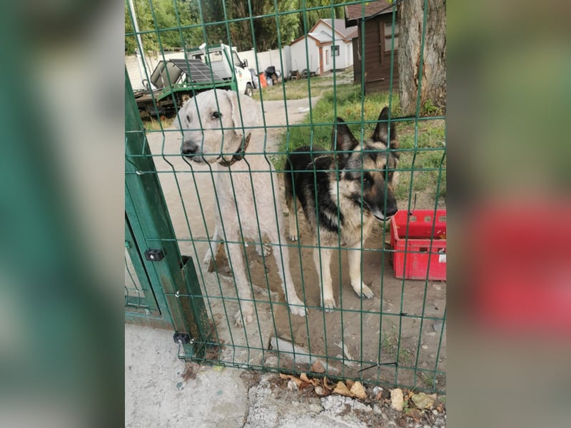 Jerry BE – Freundlicher Ex-Wachhund sucht Familienanschluss