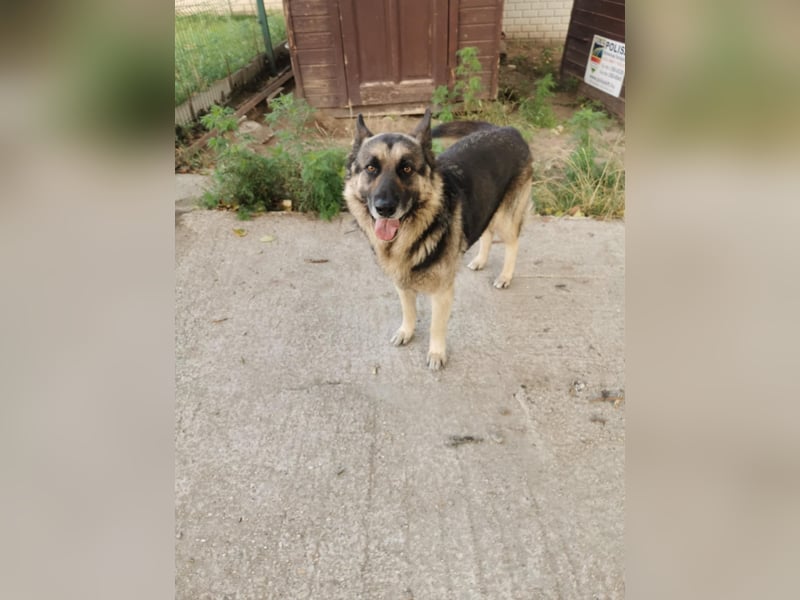 Jerry BE – Freundlicher Ex-Wachhund sucht Familienanschluss
