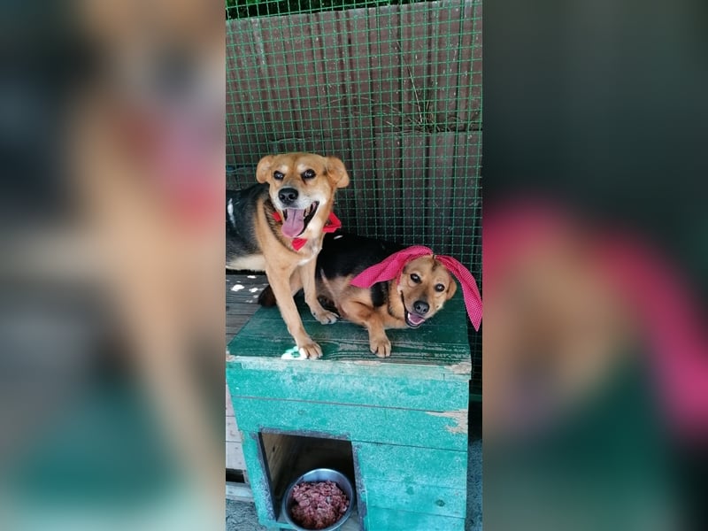 NOTFALL Floki - Glück im Doppelpack