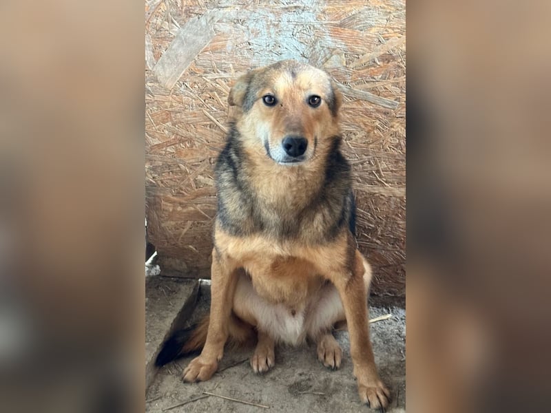 Gnadenplatz für Lucky gesucht