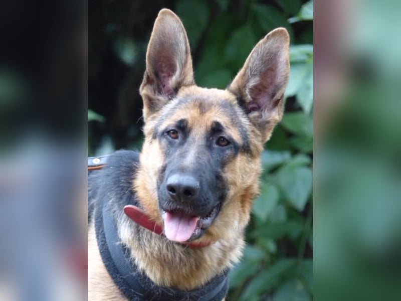 FINLEY sucht sein Körbchen