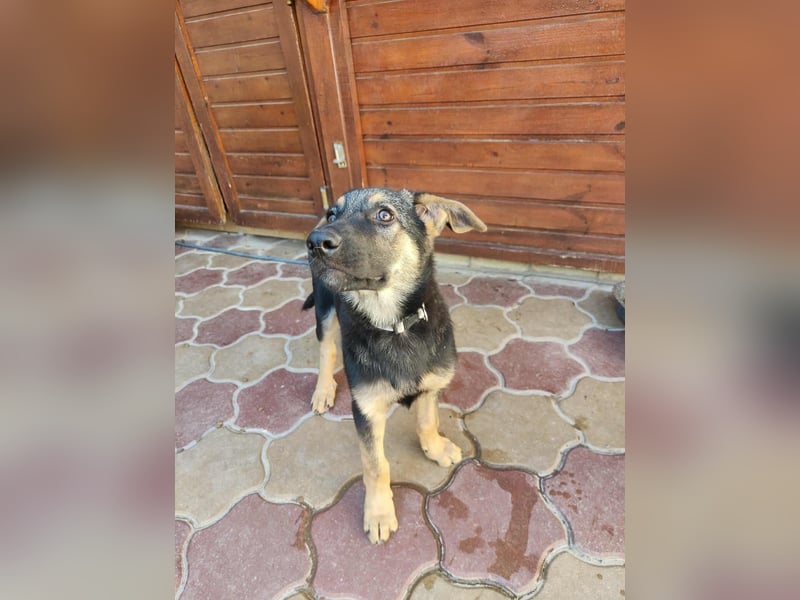 Ailo