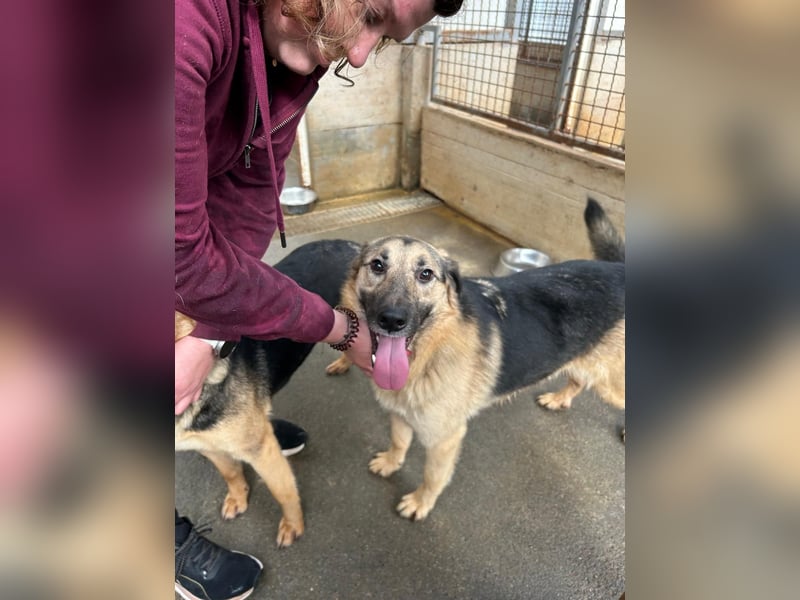 Buddy Schäferhund Mischlingsrüde Mischling Rüde Junghund sucht Zuhause oder Pflegestelle