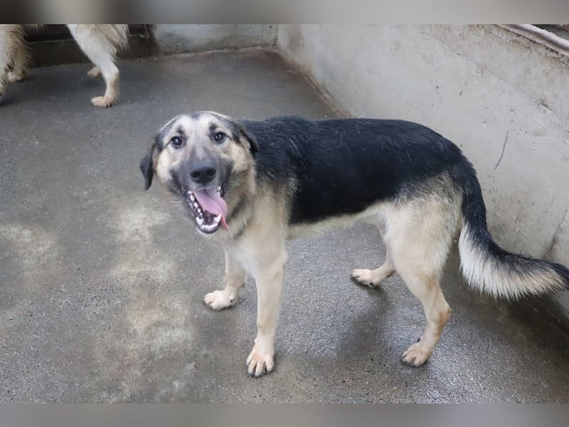 Buddy Schäferhund Mischlingsrüde Mischling Rüde Junghund sucht Zuhause oder Pflegestelle