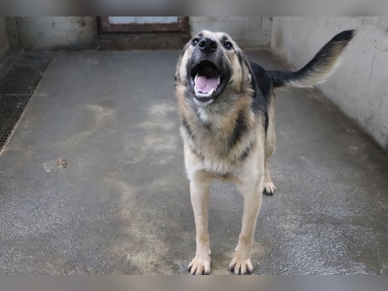 Buddy Schäferhund Mischlingsrüde Mischling Rüde Junghund sucht Zuhause oder Pflegestelle