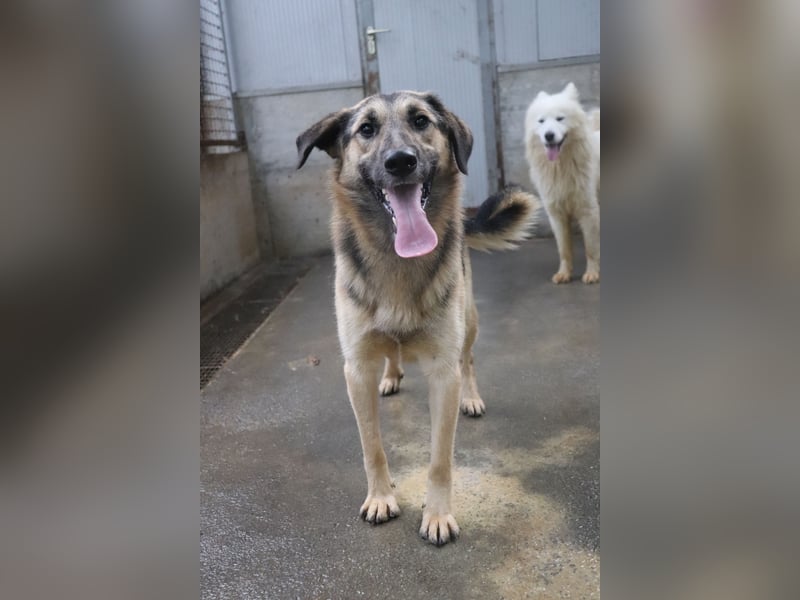 Buddy Schäferhund Mischlingsrüde Mischling Rüde Junghund sucht Zuhause oder Pflegestelle