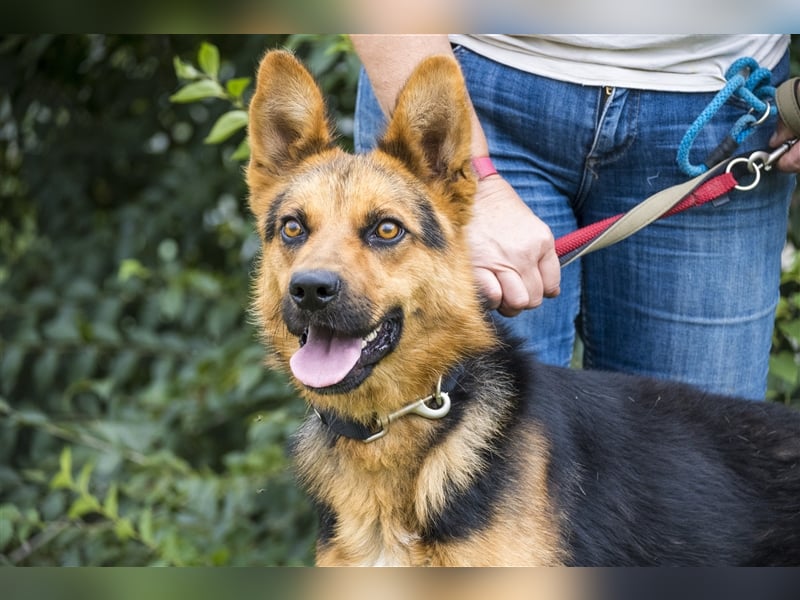 Franko SI – freundlicher Rüde sucht neues Zuhause