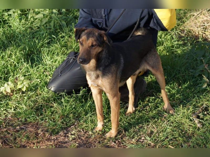 Kacat, schüchterner Schäferhund Mix geb. 2022