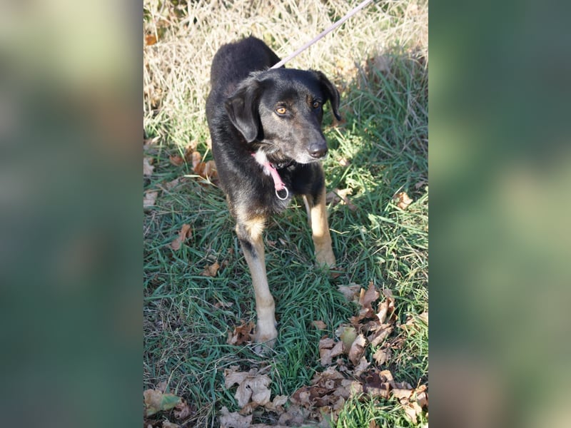Màrton, schüchterner Schäferhund Mix