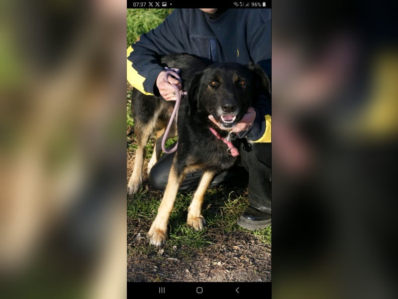 Màrton, schüchterner Schäferhund Mix