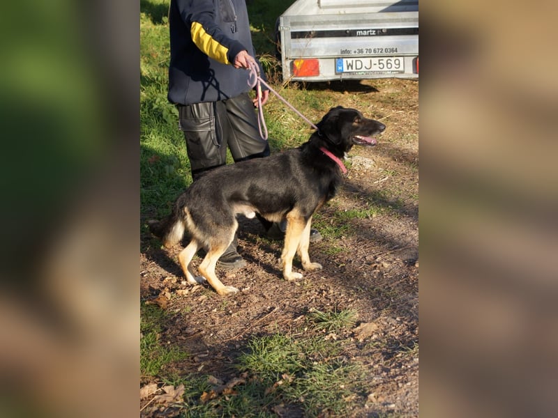 Màrton, schüchterner Schäferhund Mix
