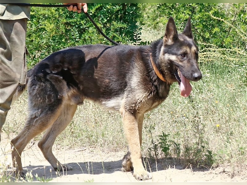 Rocky, ruhiger Schäferhundrüde, ca. 5 Jahre, ca. 67 cm, ca. 30 kg
