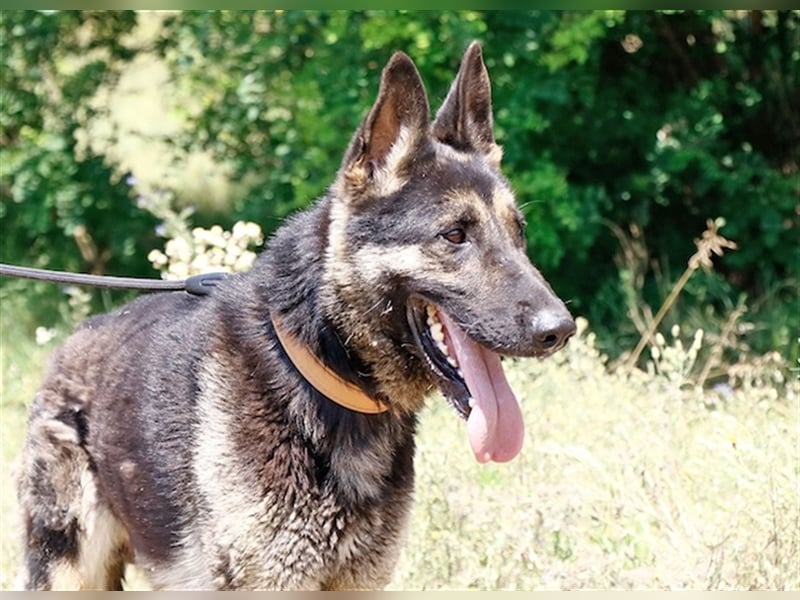 Rocky, ruhiger Schäferhundrüde, ca. 5 Jahre, ca. 67 cm, ca. 30 kg