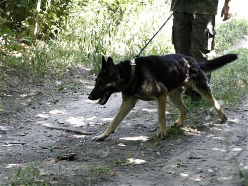 Rocky, ruhiger Schäferhundrüde, ca. 5 Jahre, ca. 67 cm, ca. 30 kg