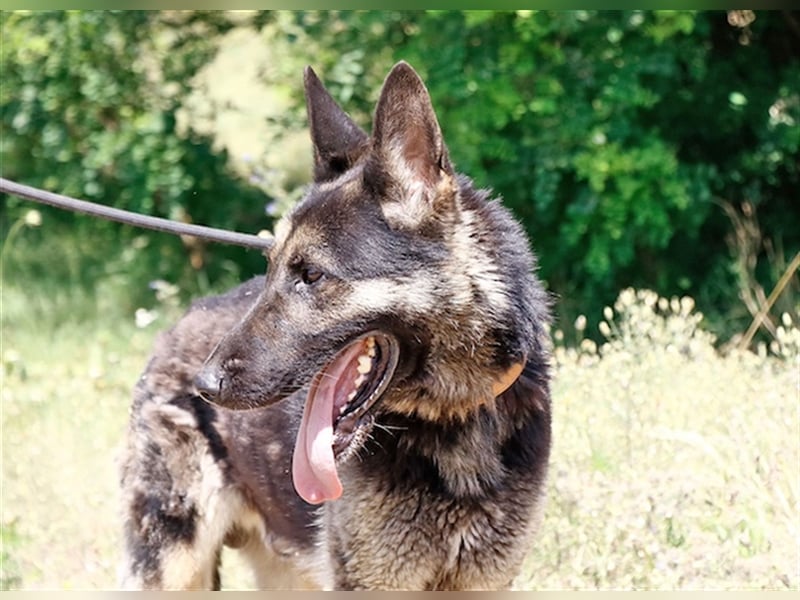 Rocky, ruhiger Schäferhundrüde, ca. 5 Jahre, ca. 67 cm, ca. 30 kg