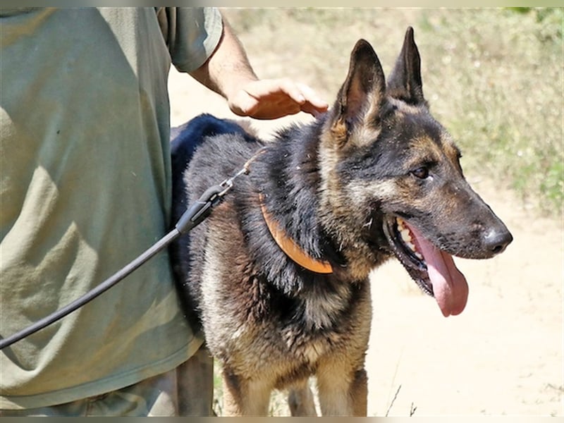 Rocky, ruhiger Schäferhundrüde, ca. 5 Jahre, ca. 67 cm, ca. 30 kg