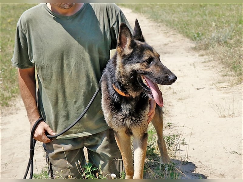 Rocky, ruhiger Schäferhundrüde, ca. 5 Jahre, ca. 67 cm, ca. 30 kg