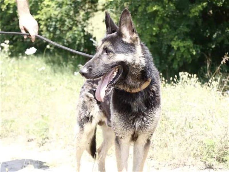 Rocky, ruhiger Schäferhundrüde, ca. 5 Jahre, ca. 67 cm, ca. 30 kg