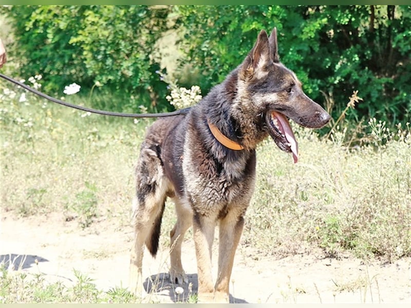 Rocky, ruhiger Schäferhundrüde, ca. 5 Jahre, ca. 67 cm, ca. 30 kg