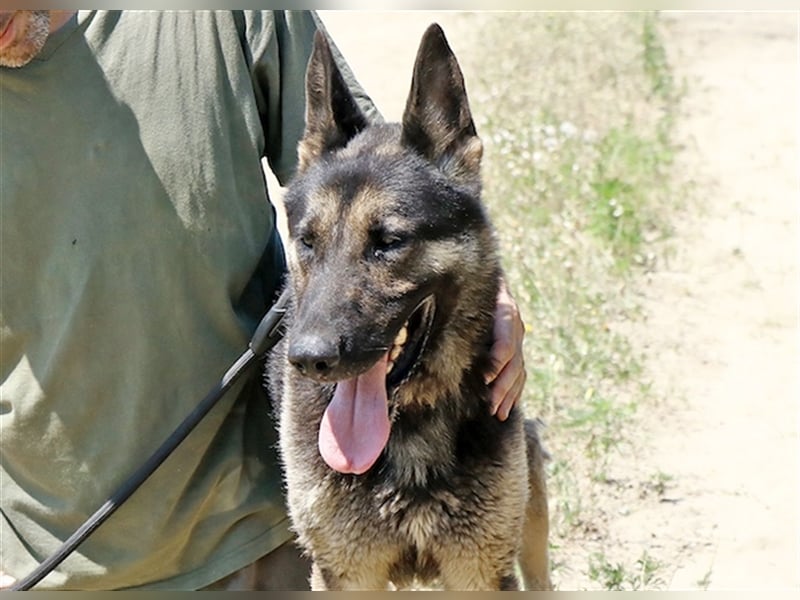 Rocky, ruhiger Schäferhundrüde, ca. 5 Jahre, ca. 67 cm, ca. 30 kg