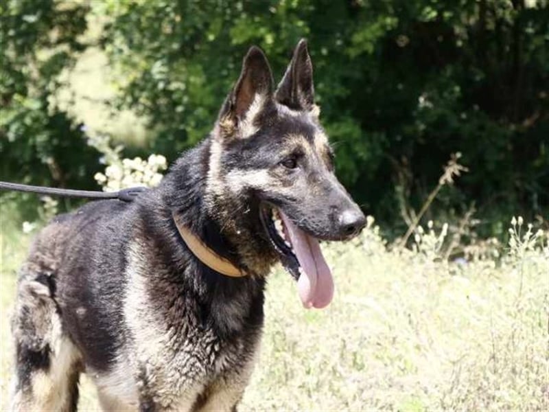 Rocky, ruhiger Schäferhundrüde, ca. 5 Jahre, ca. 67 cm, ca. 30 kg