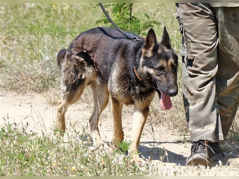 Rocky, ruhiger Schäferhundrüde, ca. 5 Jahre, ca. 67 cm, ca. 30 kg