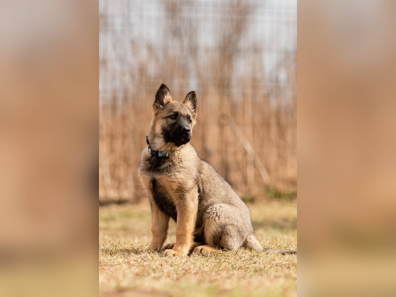 Verspielter Floppi sucht aktives Zuhause
