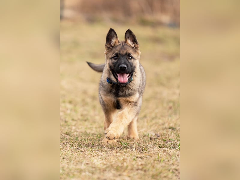 Verspielter Floppi sucht aktives Zuhause