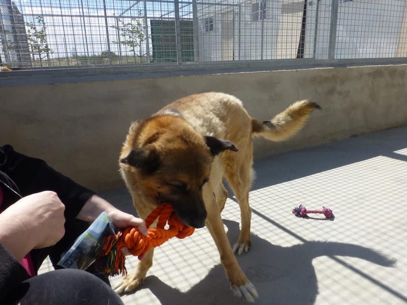 Seelenhund ROBLE-finde ich meine eine Familie? Genieße jeden menschlichen Kontakt