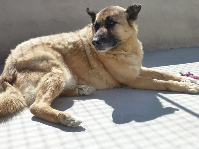 Seelenhund ROBLE-finde ich meine eine Familie? Genieße jeden menschlichen Kontakt