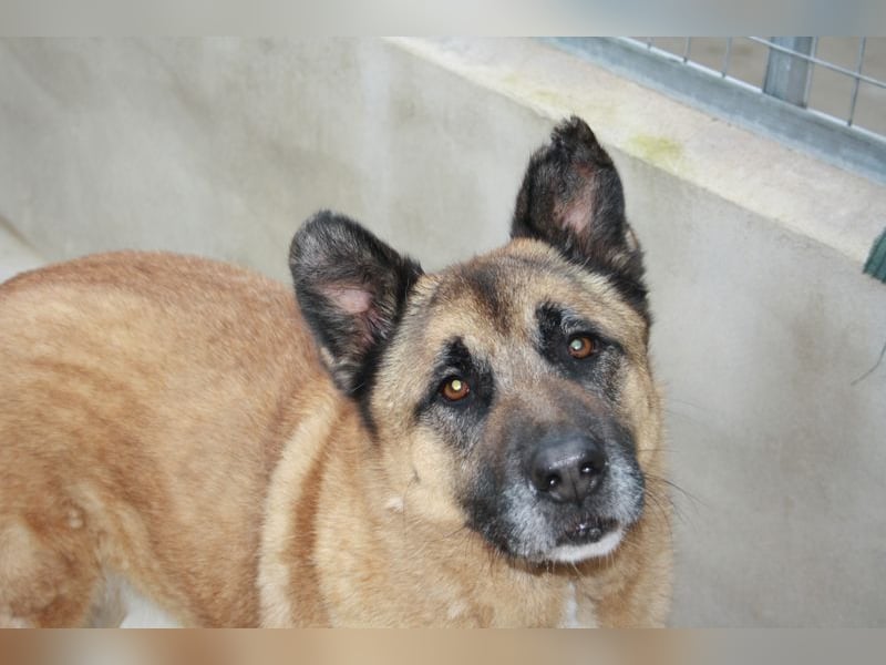 Seelenhund ROBLE-finde ich meine eine Familie? Genieße jeden menschlichen Kontakt