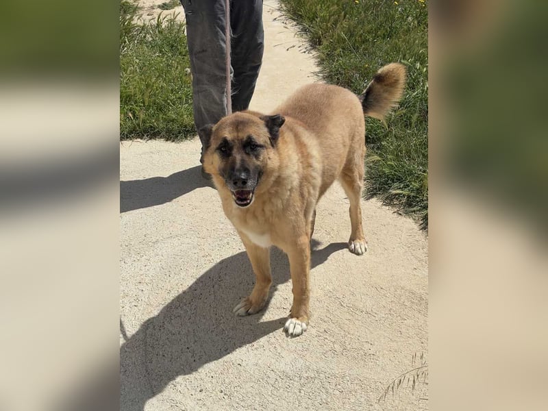 Seelenhund ROBLE-finde ich meine eine Familie? Genieße jeden menschlichen Kontakt