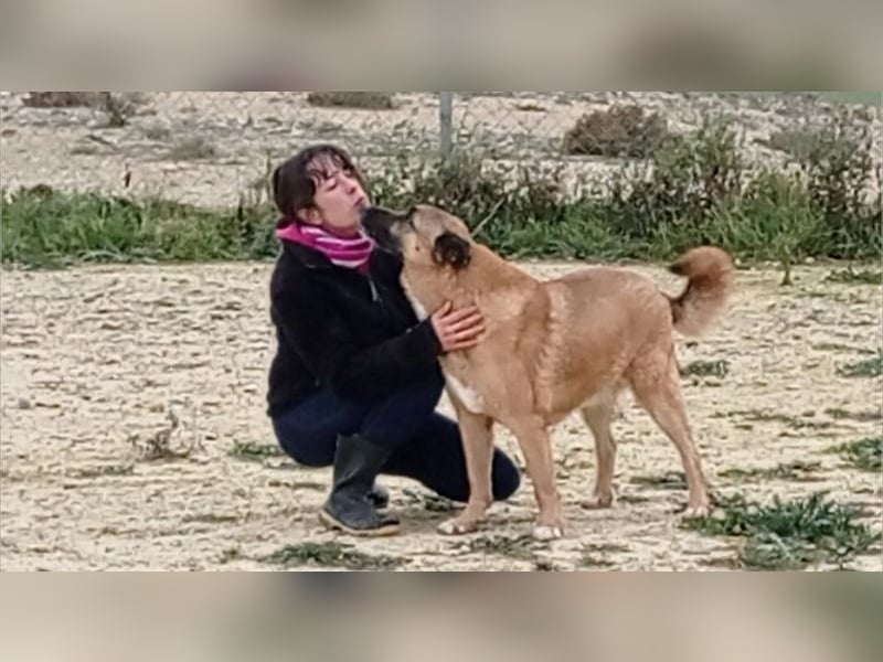 Seelenhund ROBLE-finde ich meine eine Familie? Genieße jeden menschlichen Kontakt